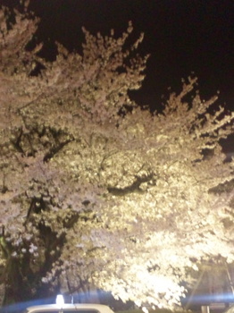 夜桜２.jpg